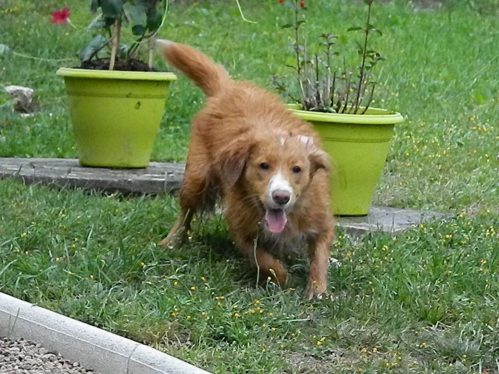 Accueil - Elevage Des Couleurs Pastel - eleveur de chiens Retriever de